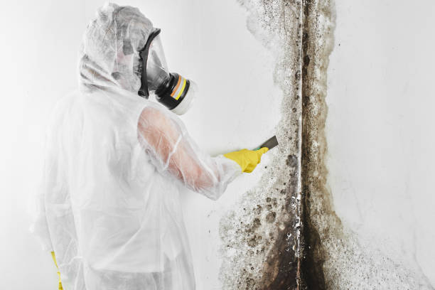 Best Certified Mold Removal  in Fredonia, KS
