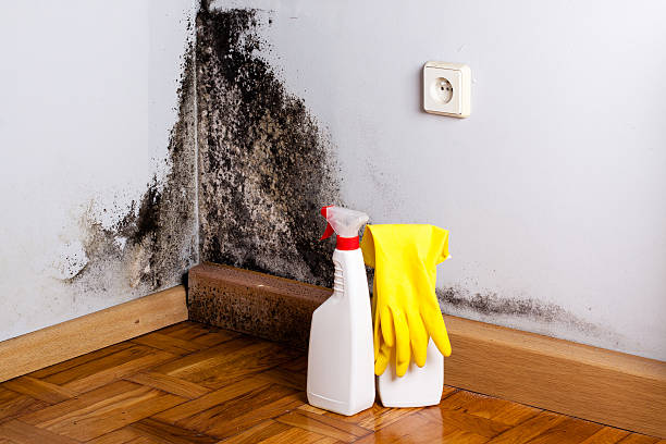 Best Best Mold Removal Companies  in Fredonia, KS