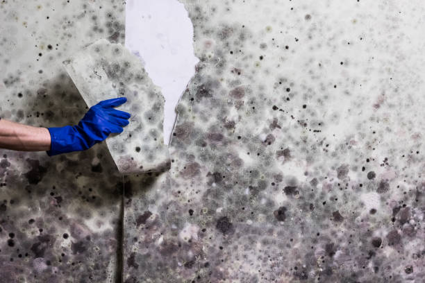 Professional Mold Removal in Fredonia, KS